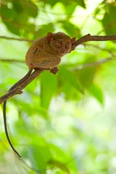 Tarsier Stock Photos