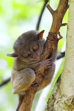 Tarsier Stock Photos