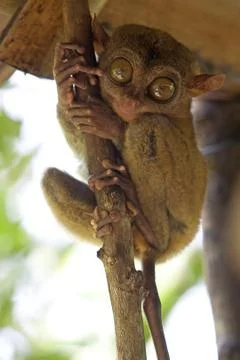 Tarsier Stock Photos