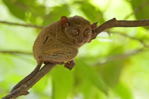 Tarsier Stock Photos