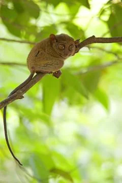 Tarsier Stock Photos