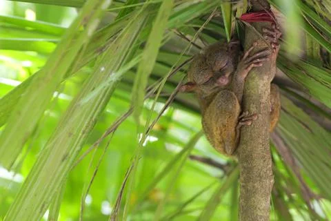 Tarsier Stock Photos