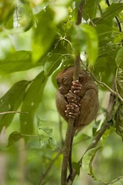Tarsier Stock Photos