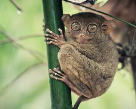Tarsier Stock Photos