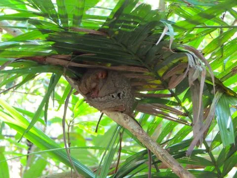 Tarsier sleeping on a branch Stock Photos