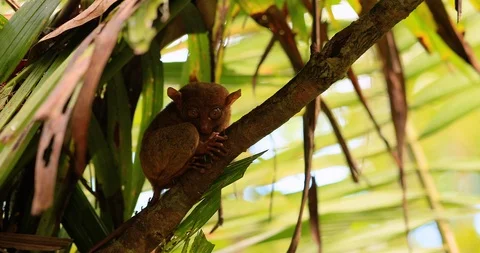 Tarsier in a tree, philippines Stock Footage 100747041