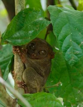 Tarsier in the tree Stock Photos