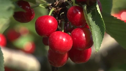 Tart Cherry Trees Stock Footage 233652734