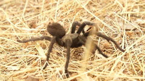 Tartantula Walking Slow Motion Stock Footage 30473603