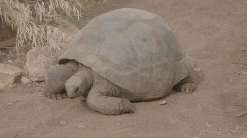 Tartaruga di terra Stock Footage 303003226