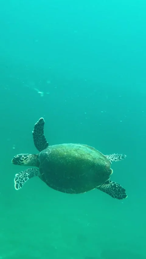 Tartaruga nadando em mar no Brasil Stock Footage 294764796