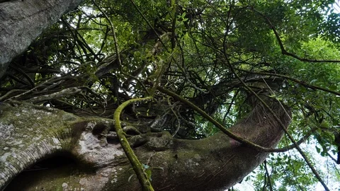 Taru Menyan banyan trees in Trunyan forest, Bali, Indonesia Stock Footage 140271653