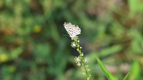 Tarucus balkanicus butterfly. Stock Footage 313468391