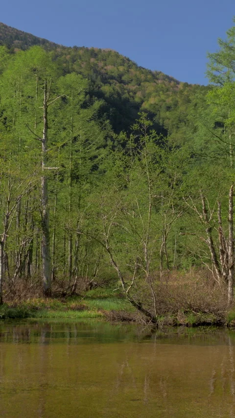 Tashiro Pond Marsh and Fresh Green Forest Vertical Video 動画素材 345995273