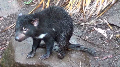 Tasmainia devil Stock Footage 26047053