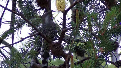 Tasmania bird Stock Footage 26314778