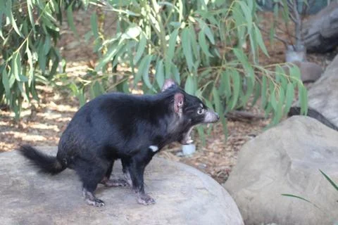 Tasmanian Devil asserting dominance on a rock Stock Photos
