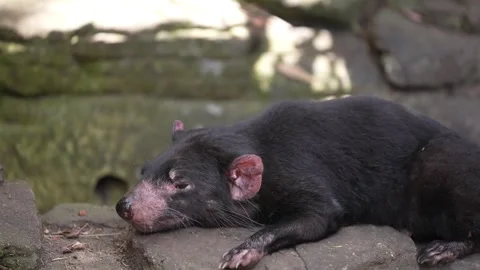 Tasmanian Devil in Australia Stock Footage 325399637
