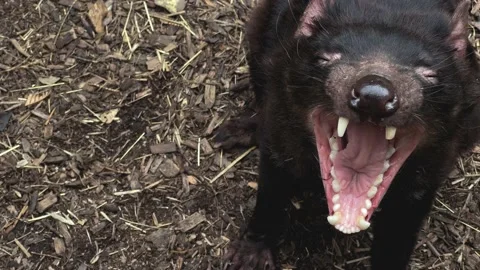 Tasmanian Devil baring its teeth Vidéo 172051436