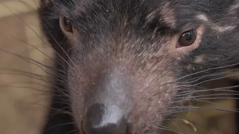 Tasmanian Devil Close up eyes Видео 330981444