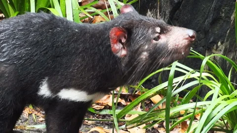 Tasmanian devil close up Stock Footage 132375991