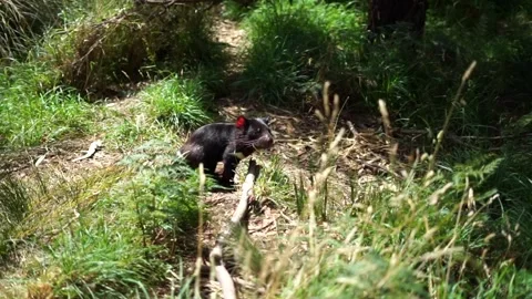 Tasmanian devil, close up, Tasmania Australia Stock Footage 237577313