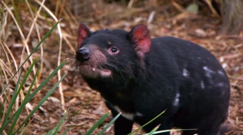 Tasmanian Devil Dances Stock Footage 4885283