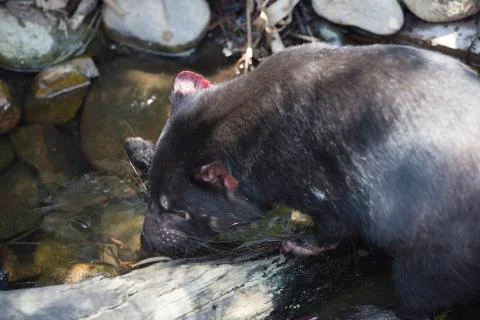 Tasmanian devil drinking. Stock Photos
