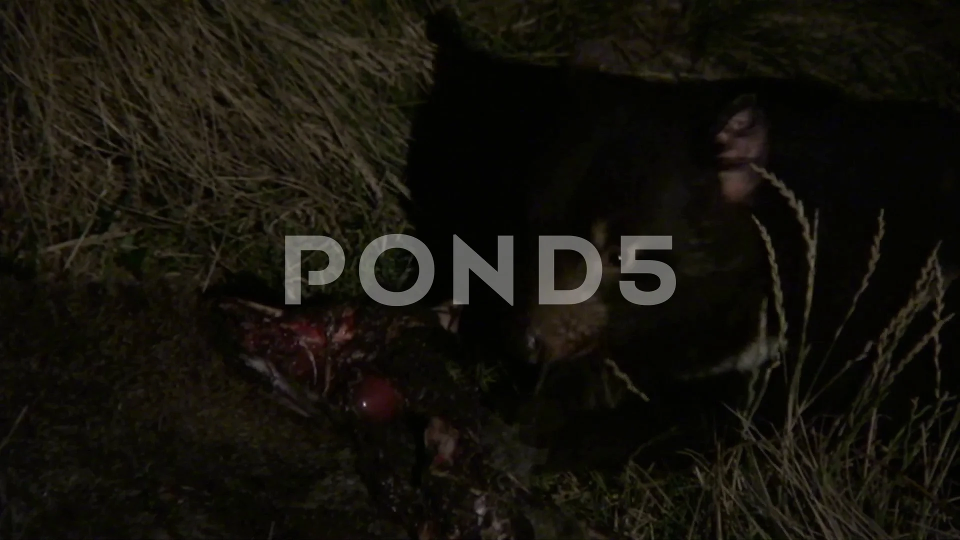 Tasmanian Devil Eating A Kangaroo