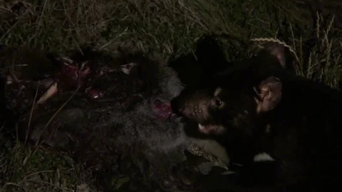 Tasmanian Devil eat on kangaroo carcass in the night Stock Footage 71276815