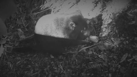Tasmanian devil eating - Black &amp; White Stock Footage 282510945