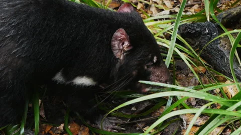 Tasmanian devil eating Stock Footage 132375923