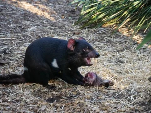 Tasmanian Devil eating its prey 스톡 일러스트