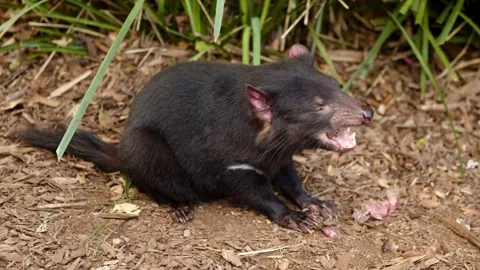Tasmanian devil eating raw meat in the wild forest Stock Footage 339305706