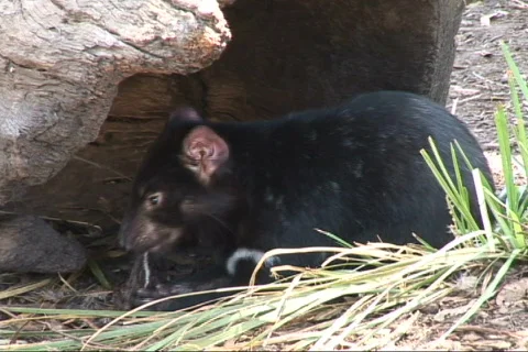 Tasmanian Devil eats catch Stock Footage