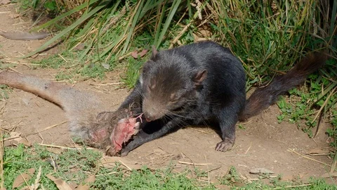 Tasmanian Devil Feeding Stock Footage 119050645