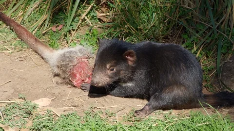 Tasmanian Devil Feeding Stock Footage 119097061