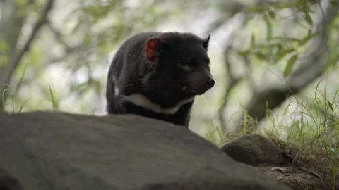 Tasmanian Devil female Vídeo Stock 330981445
