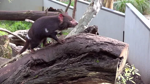 Tasmanian devil Stock Footage 40470088