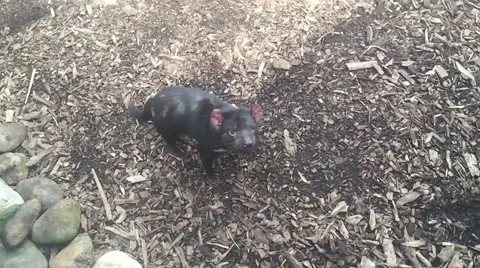 Tasmanian Devil Stock Footage 56821499
