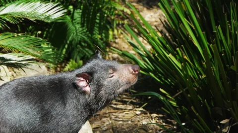 Tasmanian devil Stock Footage 132471967