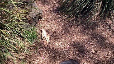 Tasmanian devil Stock Footage 288691524