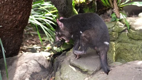 Tasmanian Devil Stock Footage 325393105
