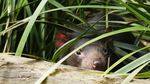 Tasmanian devil joey walking over a log Stock Footage 132472349