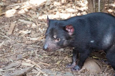 Tasmanian devil looking for a prey. Stock Photos