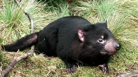 Tasmanian devil lying in the bush picking up the scent, close shot Video stock 21259586