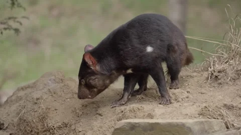 Tasmanian Devil male  動画素材 330981455