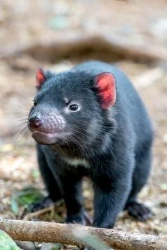 Tasmanian devil mom watching over her kids Stock Photos