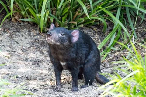 The Tasmanian devil in nature Stock Photos