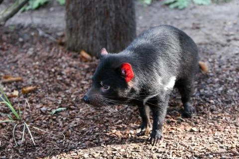 Tasmanian devil Foto stock
